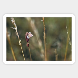 Brown Argus butterfly Sticker